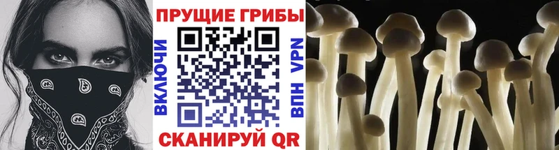 Псилоцибиновые грибы прущие грибы  Грайворон 